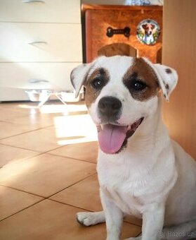 Jack Russell Terrier - krytí