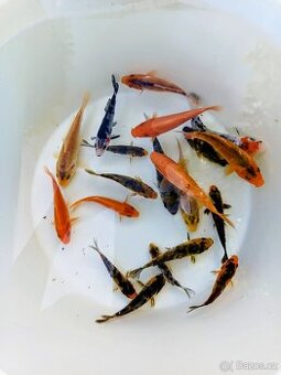 Koi kapr