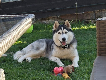Štěnátka SIBIŘSÁ HUSKY