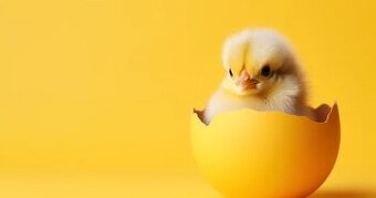 Násadová vajíčka – Wyandotky zdrobnělé, 23 barevných rázů