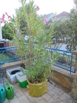 Vzrostlý plnokvětý oleandr - výška 230cm - poskytuje stín