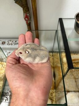 Křečci na prodej křeček džungarský