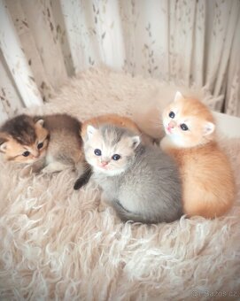 Luxusní britská zlatá a modrozlatá koťátka, s PP