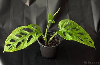 SLEVA⤵️ Monstera Monkey Mask Adansonii