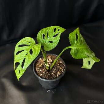 SLEVA⤵️ Monstera Monkey Mask Adansonii