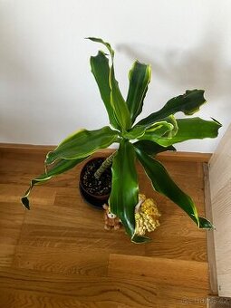 Dracena x2