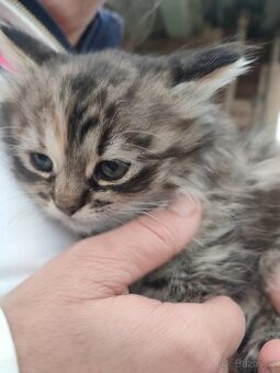 Prodám dlouhosrstou kočku