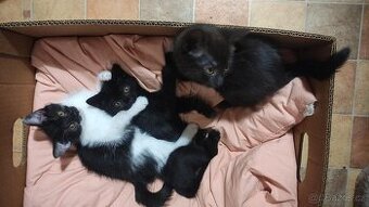 Vymazlená koťátka