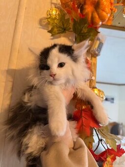 Mainská mývalí - 1