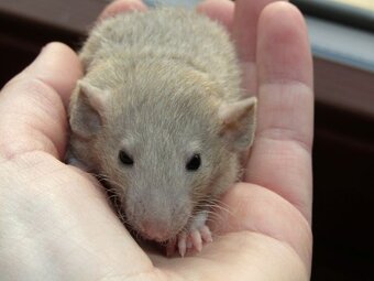 Dumbo, rex potkaní mláďátka s výpisem předků