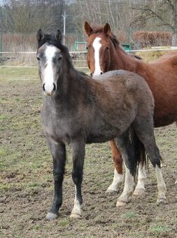 Valach pony Welsh Part-Bred, 2 roky