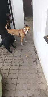 Daruji fenu staforda