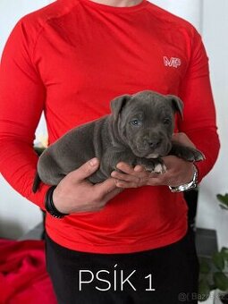 Americký stafordšírský teriér, staford modrý, amstaff