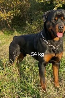 Hledáme štěňata rotvajlera zahraničního