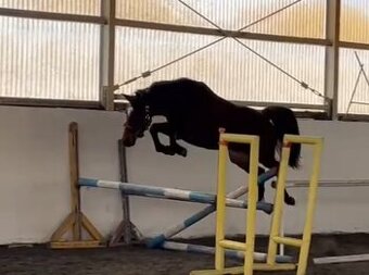 Nadějná klisna po Calox