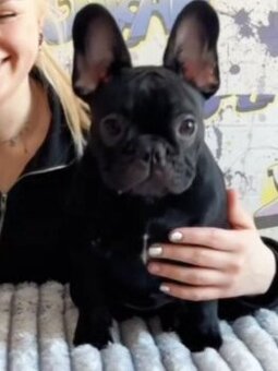 Francouzský buldoček s PP FCI