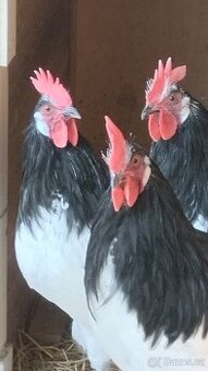 Lakenfelder -  kohout