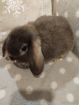 Nabízím samečka minilopa