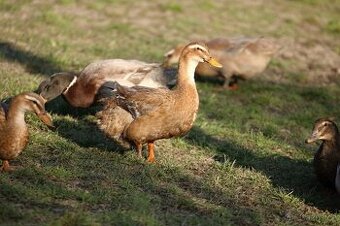 Kachna křížená ruánská světlá+saská (líhnutá 2025)