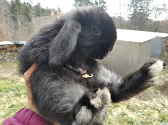 Zakrslý králík beránek