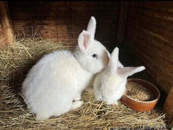 Vídeňský králík