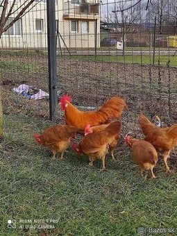 Vlaška žltá zdr NV