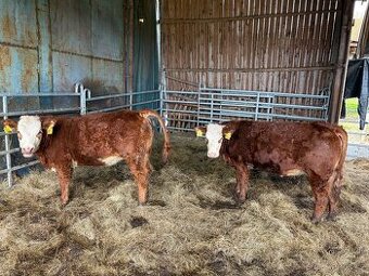 Roční bio jalovice