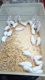 krmné myši