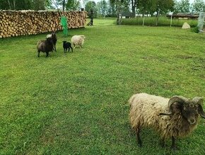 Prodám stádečko ouessantských ovcí