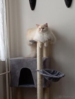 Ragdoll