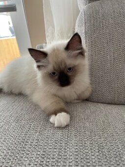 Kotata Ragdoll bez PP