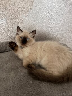 Kočička Ragdoll bez PP