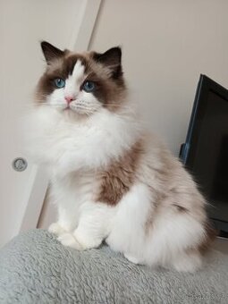 Kocourek ragdoll s PP