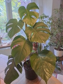 Panašovaná Monstera