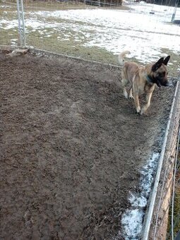 Belgický ovčák Malinois