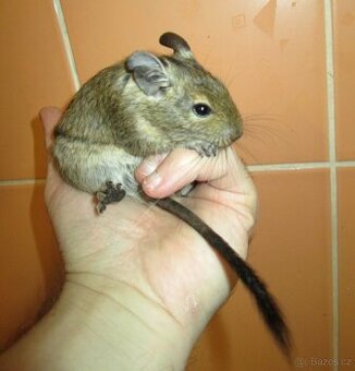 Osmák Degu - mláďata - 1