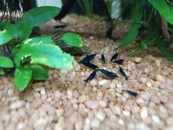 Neocardina Davidi var. Blue Diamond