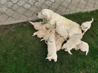 Zlatý retrívr, štěňata