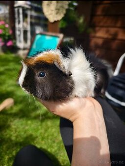 Morče rozeta, sameček