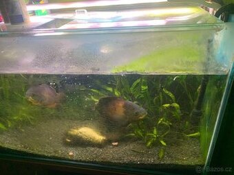 Prodám akvárium s vybavením a rybami