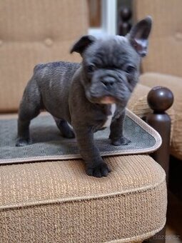 Francouzský buldoček modrý