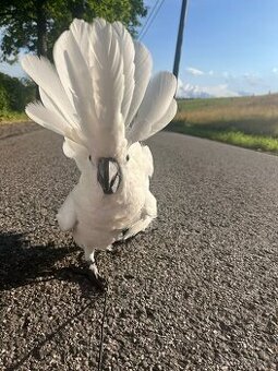 ZÁŽITKOVÝ PROGRAM S PAPOUŠKY - 1