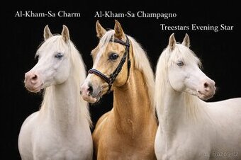 připouštění plem hřebci pony 