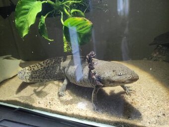 Axolotl