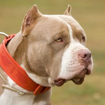 American Bully XL TOP krevní linie ABKC registrace