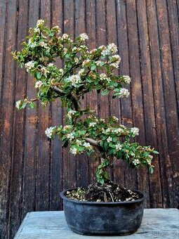 Bonsai, Bonsaj - Cotoneaster dammeri 3