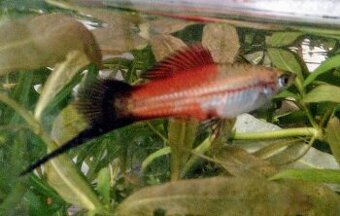Helleri TRICOLOR - 1