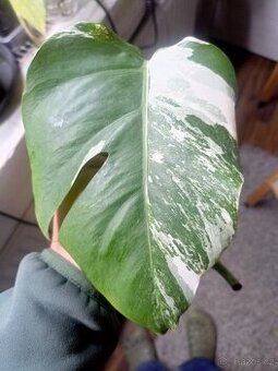 Monstera albovariegata - 1