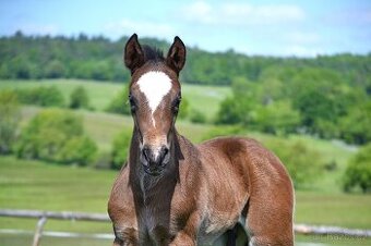 Quarter horse