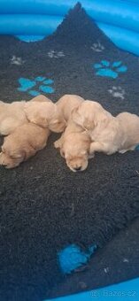Goldendoodle F1 - 1